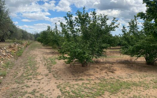 EXP07654, Se vende Finca Rustica con Masia y abundante agua en Reus, Reus, TARRAGONA