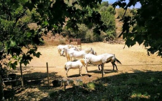 EXP08163, Equestrian Property with separate apartment, Málaga, MALAGA