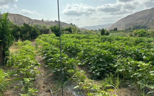 EXP08167, Terreno de cultivo en Terque, Terque, ALMERIA