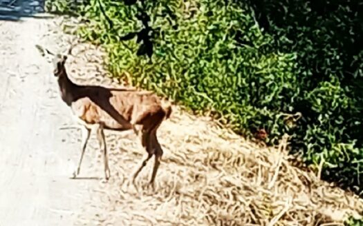 EXP08408, ¡Exclusiva finca en Chiveras Bajas: Un Refugio de Lujo en el Corazón de Sierra Morena!, Montoro, CORDOBA